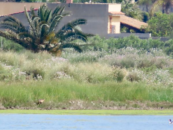 Tarabuso  - Giuseppe Mirlocca