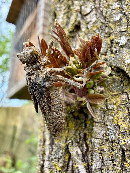 Libellula depressa  - Andrea Galimberti