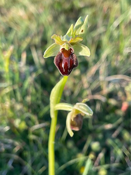 Ophrys sphegodes  - Erwan Leherisse
