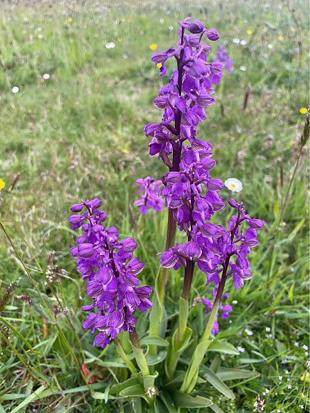 Anacamptis morio  - Erwan Leherisse