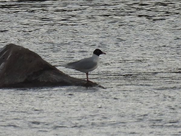 mewa czarnogłowa  - Grzegorz Zioło