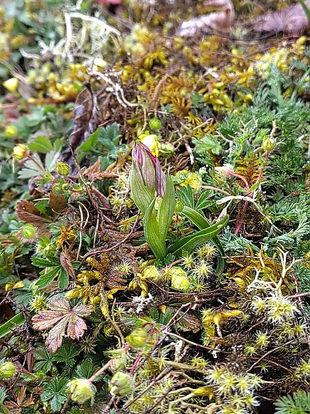 Serapias lingua  - Hugo Santacreu