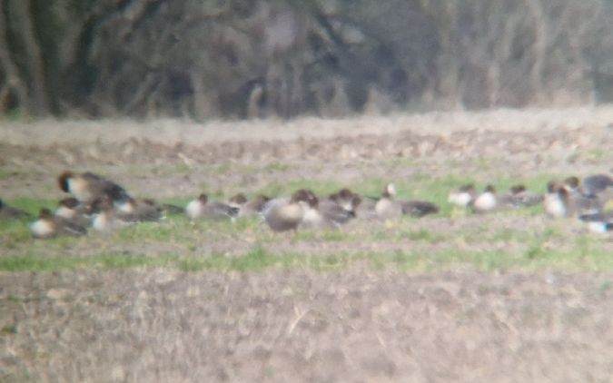 gęś krótkodzioba  - Samuel Odrzykoski