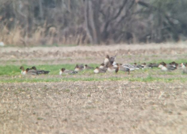 gęś krótkodzioba  - Samuel Odrzykoski