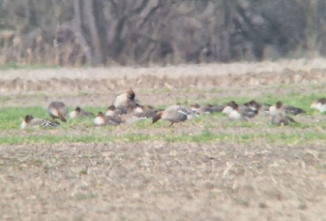 gęś krótkodzioba  - Samuel Odrzykoski