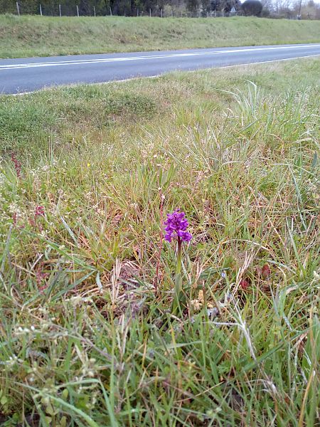 Anacamptis morio  - Thierry Deschatre