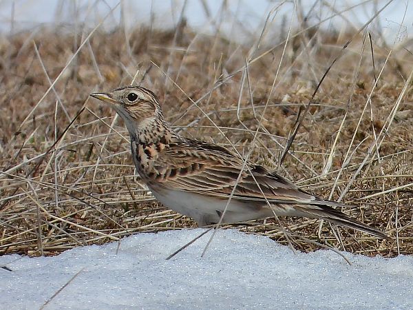 Allodola  - Ellen Heidler