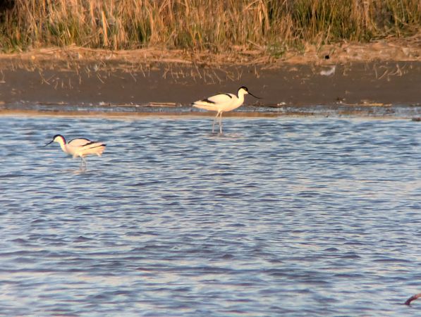 szablodziób  - Robert Pach