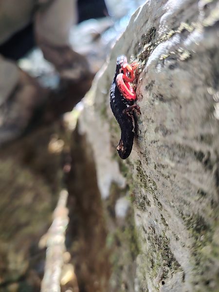 Salamandrina dagli occhiali / di Savi  - Alice Funk