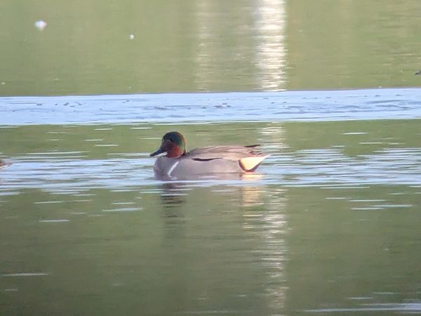 Alzavola americana  - Alessandro Bertoli