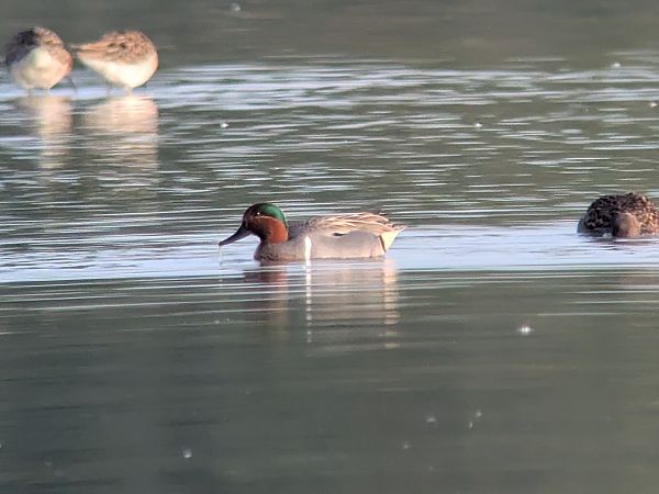 Alzavola americana  - Alessandro Bertoli