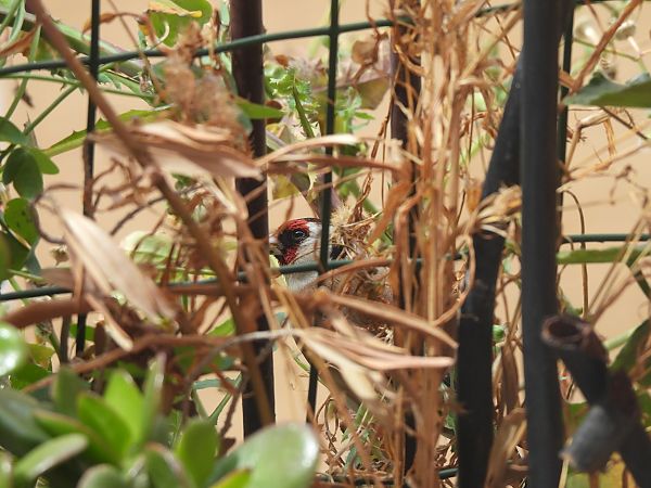 Cardellino  - Marco Scutellà