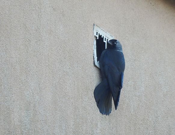 kawka  - Natalia Gorczowska