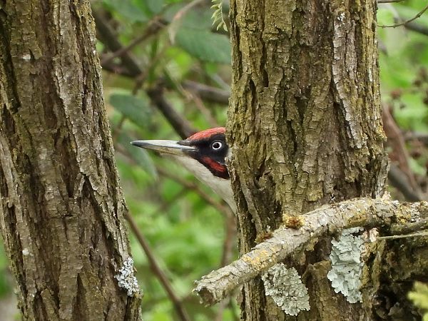 Grünspecht  - Dario Bosio