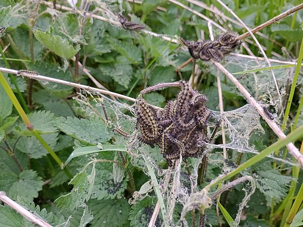 Aglais urticae  - Alexandra Cfr Mareschi (FVG)