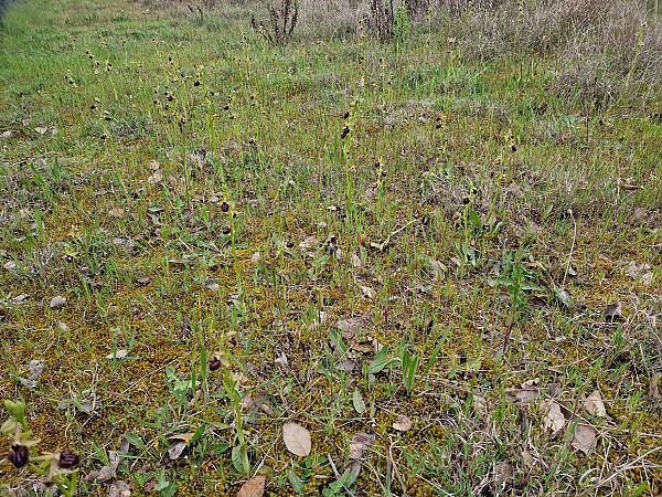 Ophrys incubacea  - Diane Raibaut