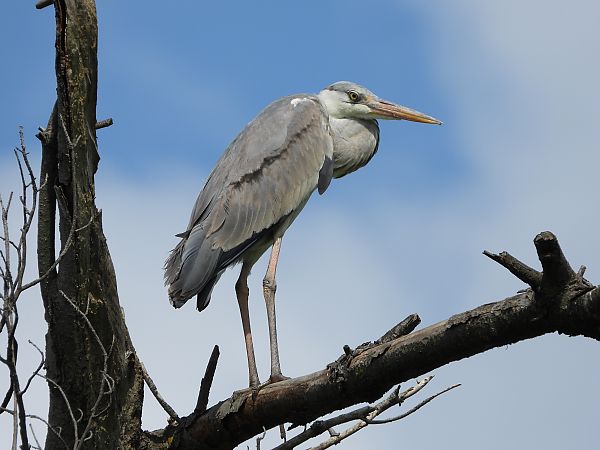 Airone cenerino  - Dario Bosio