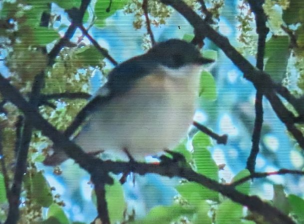 Mastegatatxes  - Ferran Pujol