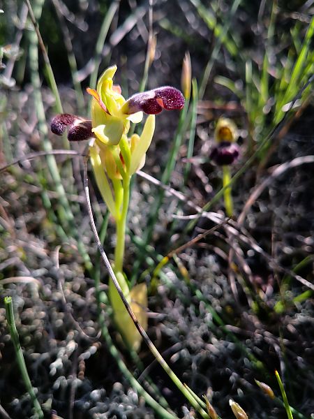Ophrys dyris  - Emili Sancha