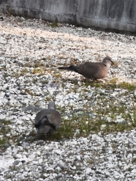 Tortora dal collare  - Johannes Freudenberger