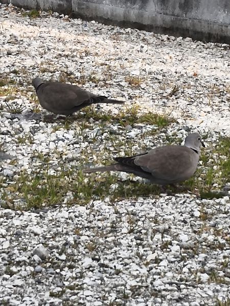 Tortora dal collare  - Johannes Freudenberger