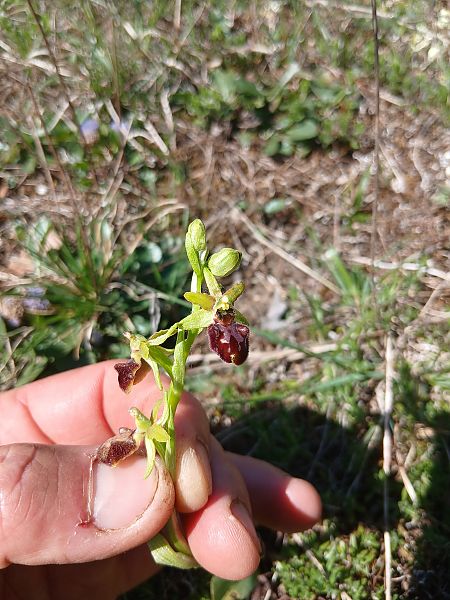 Ophrys sphegodes  - Cyril Blanc