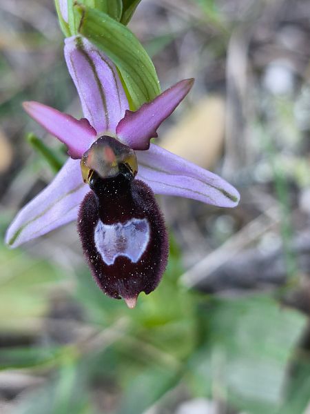 Ophrys drumana  - Bertrand Von Arx