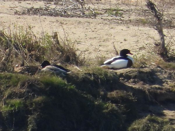 ohar  - Krystyna Kowalska