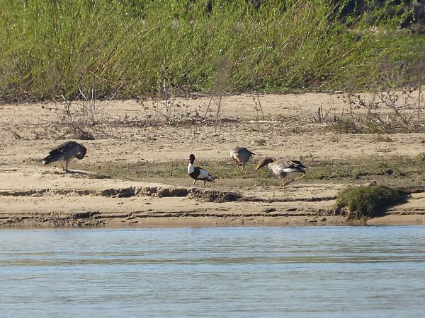 ohar  - Krystyna Kowalska