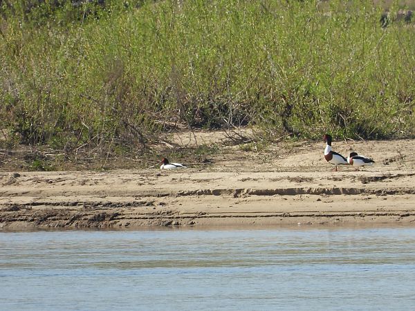 ohar  - Krystyna Kowalska