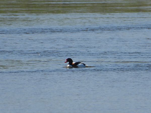 ohar  - Krystyna Kowalska