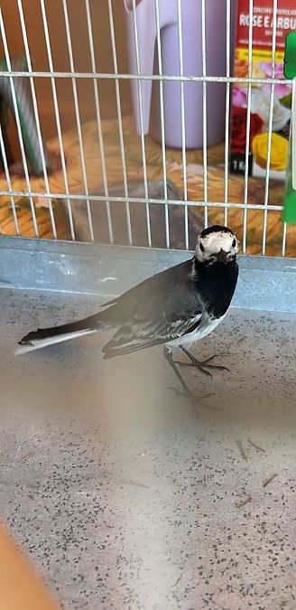 Ballerina bianca (ssp. alba)  - Anonimo