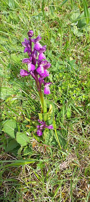 Anacamptis morio  - Gerard Chassan