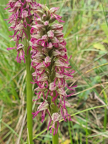Orchis anthropophora  - Françoise Andeol