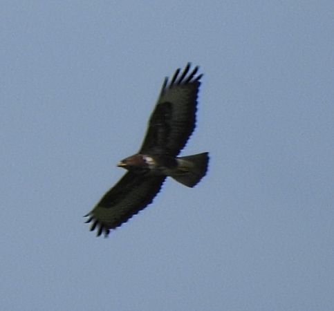 Aligot comú  - Joan Pessarrodona