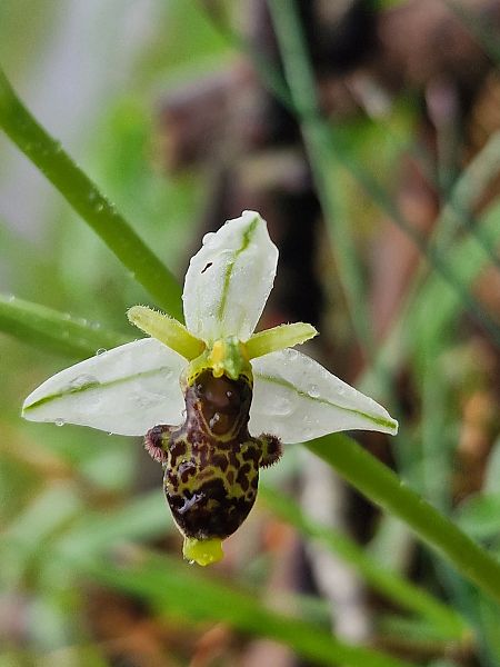 Ophrys philippi  - Diane Raibaut
