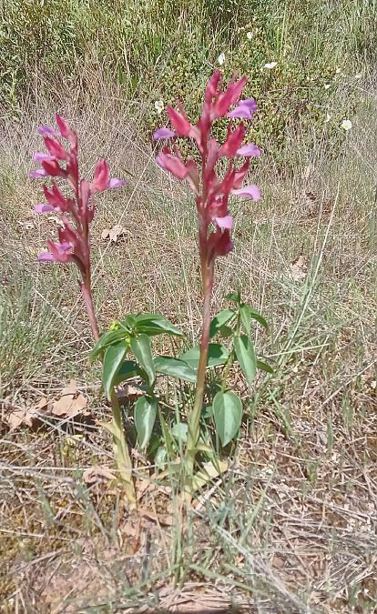 Anacamptis papilionacea  - Christophe Davée