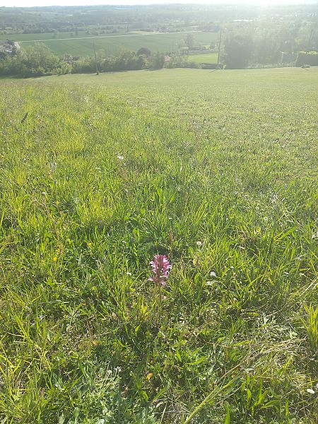 Anacamptis papilionacea  - Hugo Santacreu