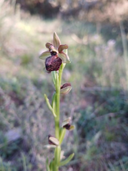 Ophrys passionis  - Marta i Dani López Bernat