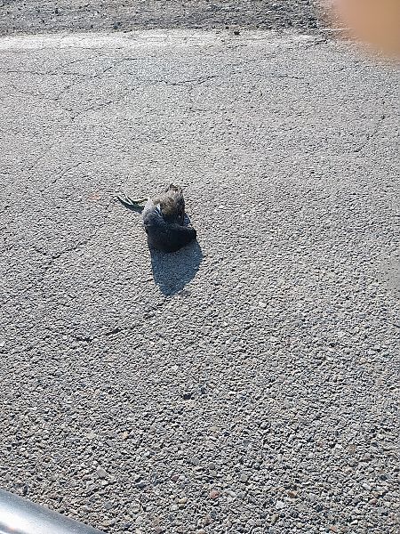 Gallinella d'acqua  - Enrico Catalano