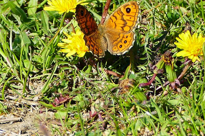 Lasiommata megera  - Alessandro Sacchetti