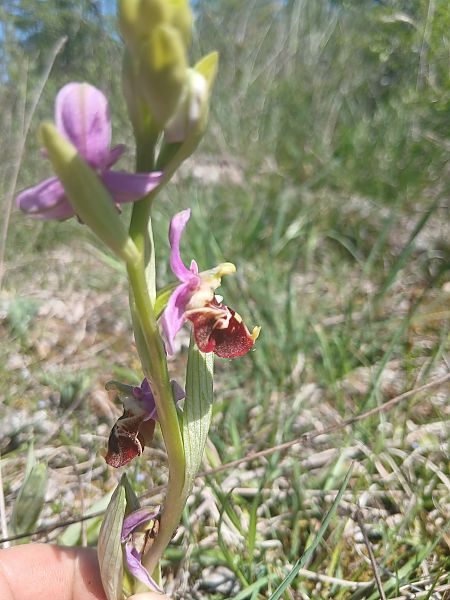 Ophrys fuciflora  - Cyril Blanc