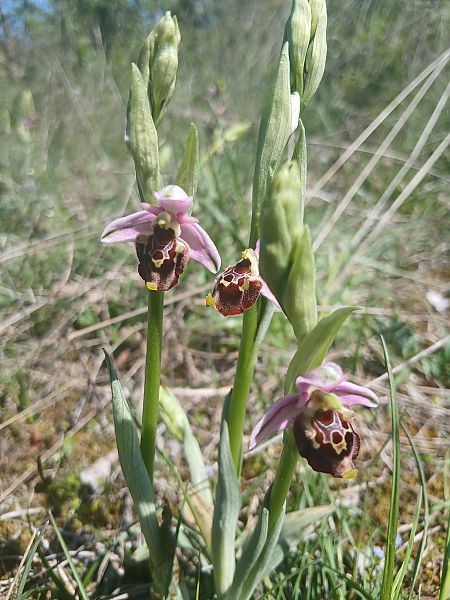 Ophrys fuciflora  - Cyril Blanc