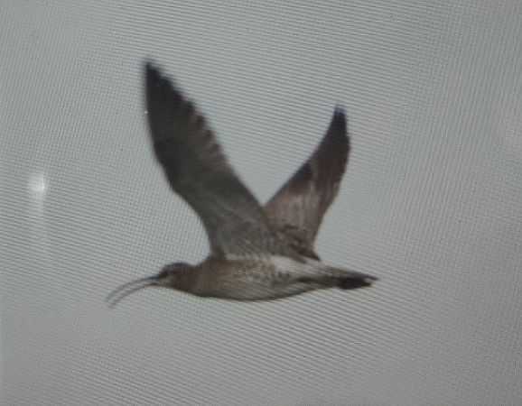 kulik mniejszy  - Marcelina Klekot