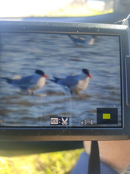 rybitwa wielkodzioba  - Roman Kempa