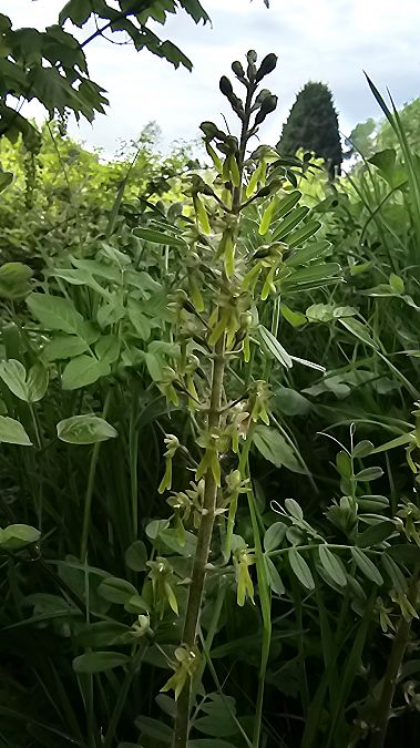 Neottia ovata  - Laurent Buin