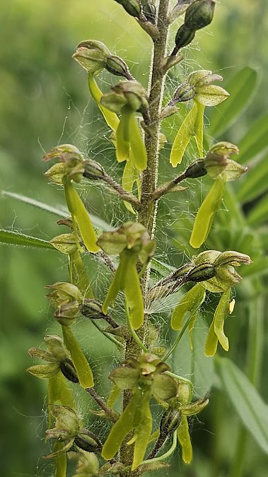 Neottia ovata  - Laurent Buin