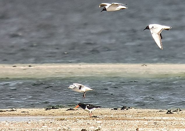 ostrygojad  - Michał Białek