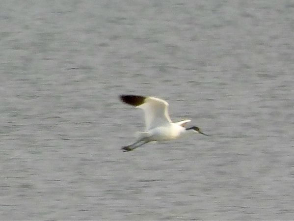 Avocette élégante  - Bernd Hagen