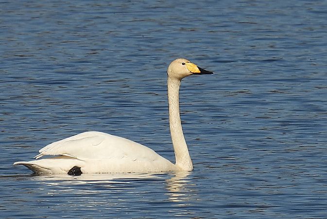 Whooper Swan  - Kacper Mikulski